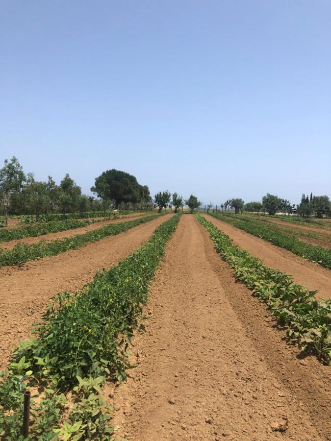 Agriturismo Donna Germana Cirò Marina Εξωτερικό φωτογραφία