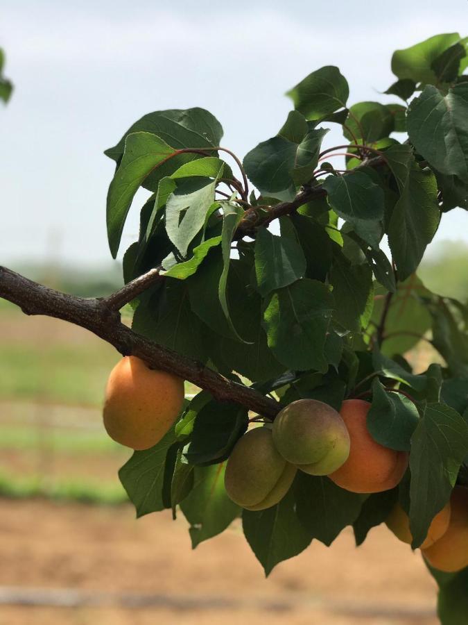 Agriturismo Donna Germana Cirò Marina Εξωτερικό φωτογραφία